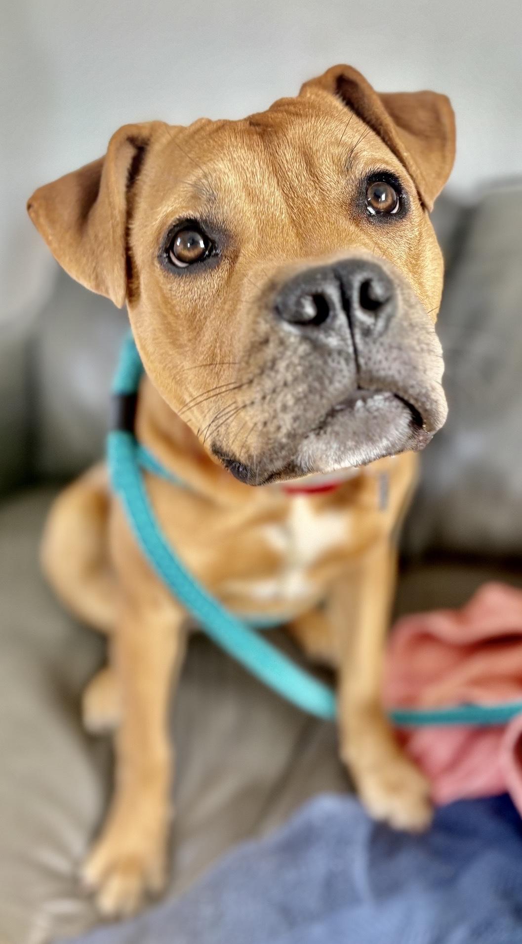 Enlarge Krypto, a Adoptable mixed breed in Oxford, MI image 4/6