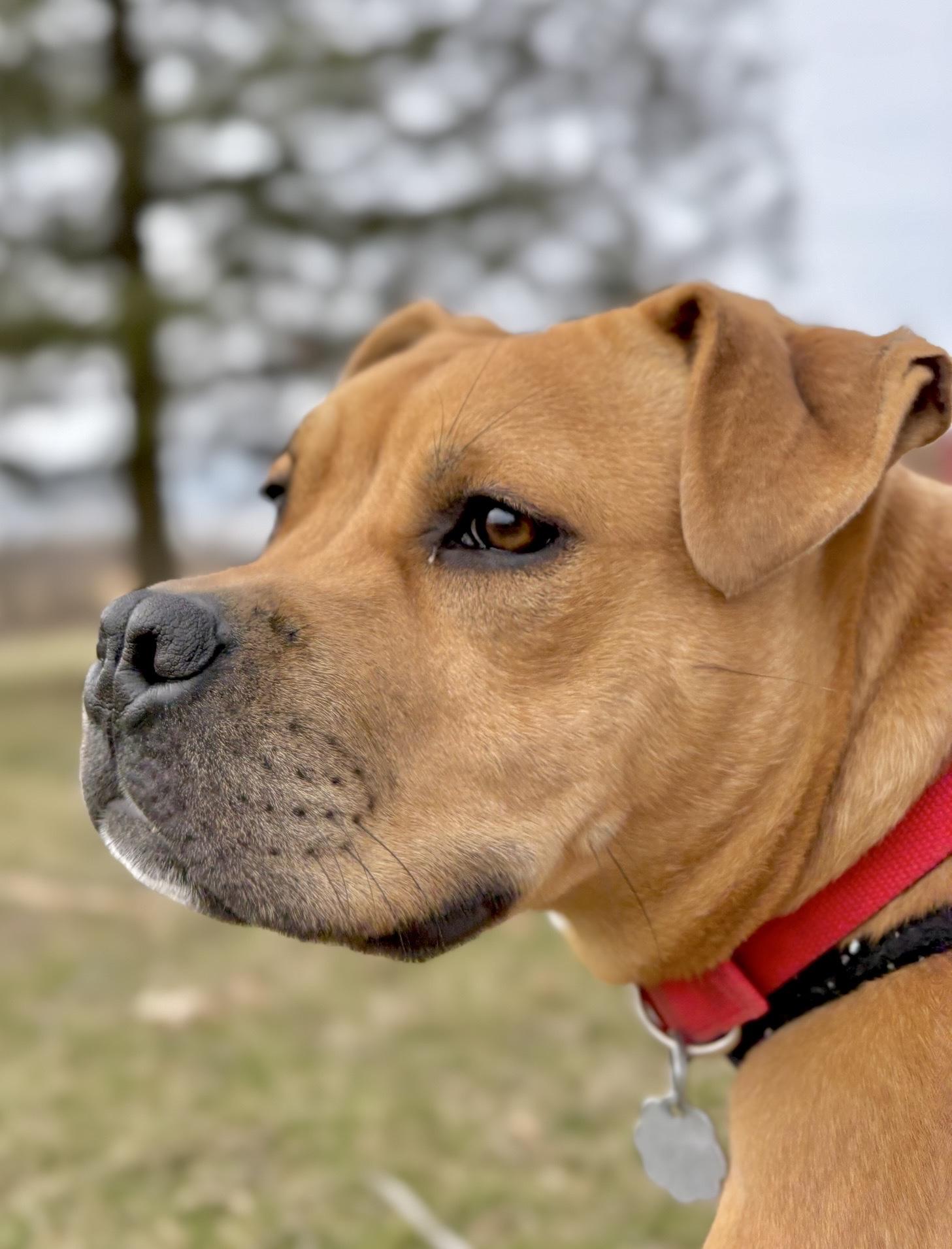 Enlarge Krypto, a Adoptable mixed breed in Oxford, MI image 2/6