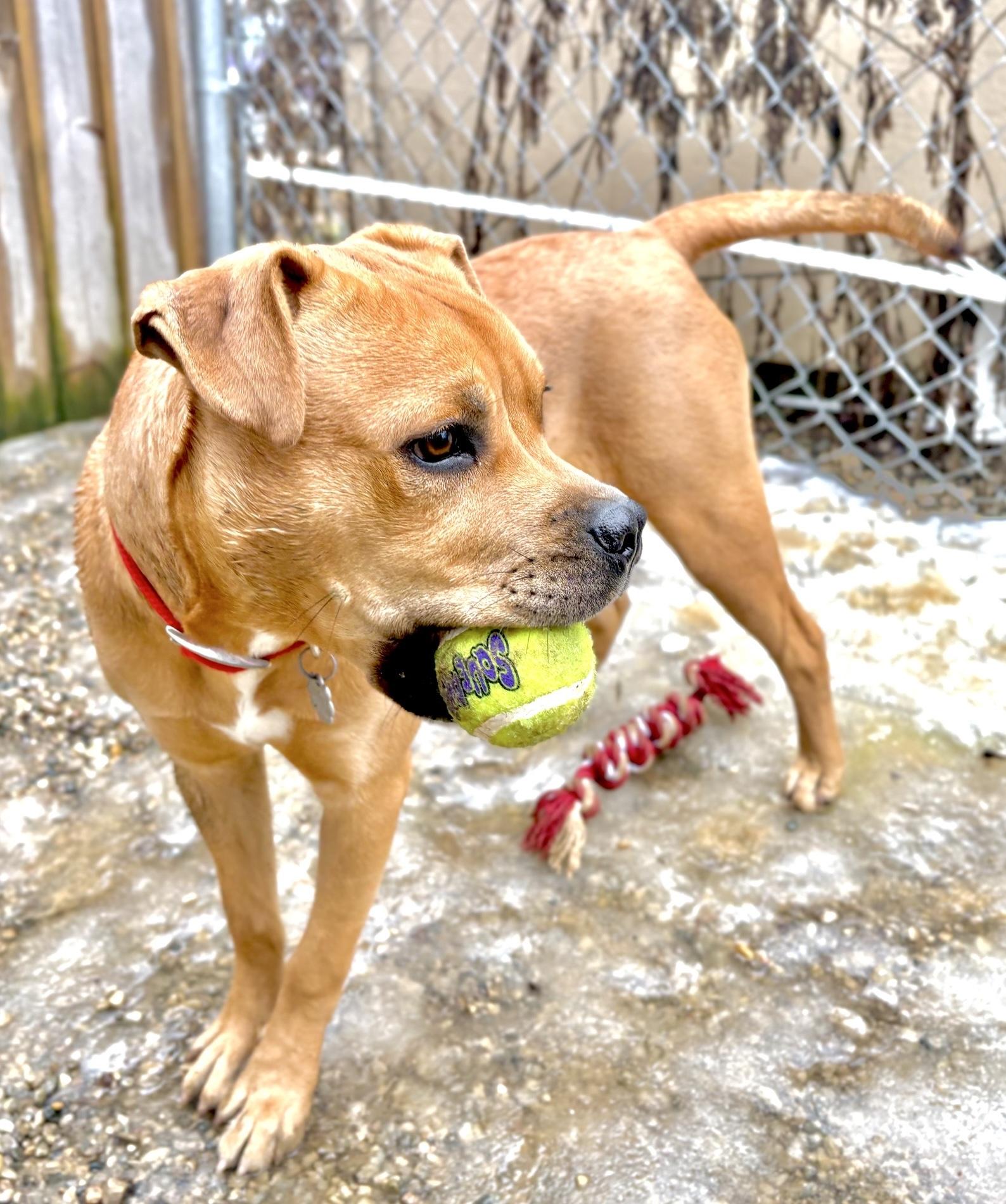 Enlarge Krypto, a Adoptable mixed breed in Oxford, MI image 3/6