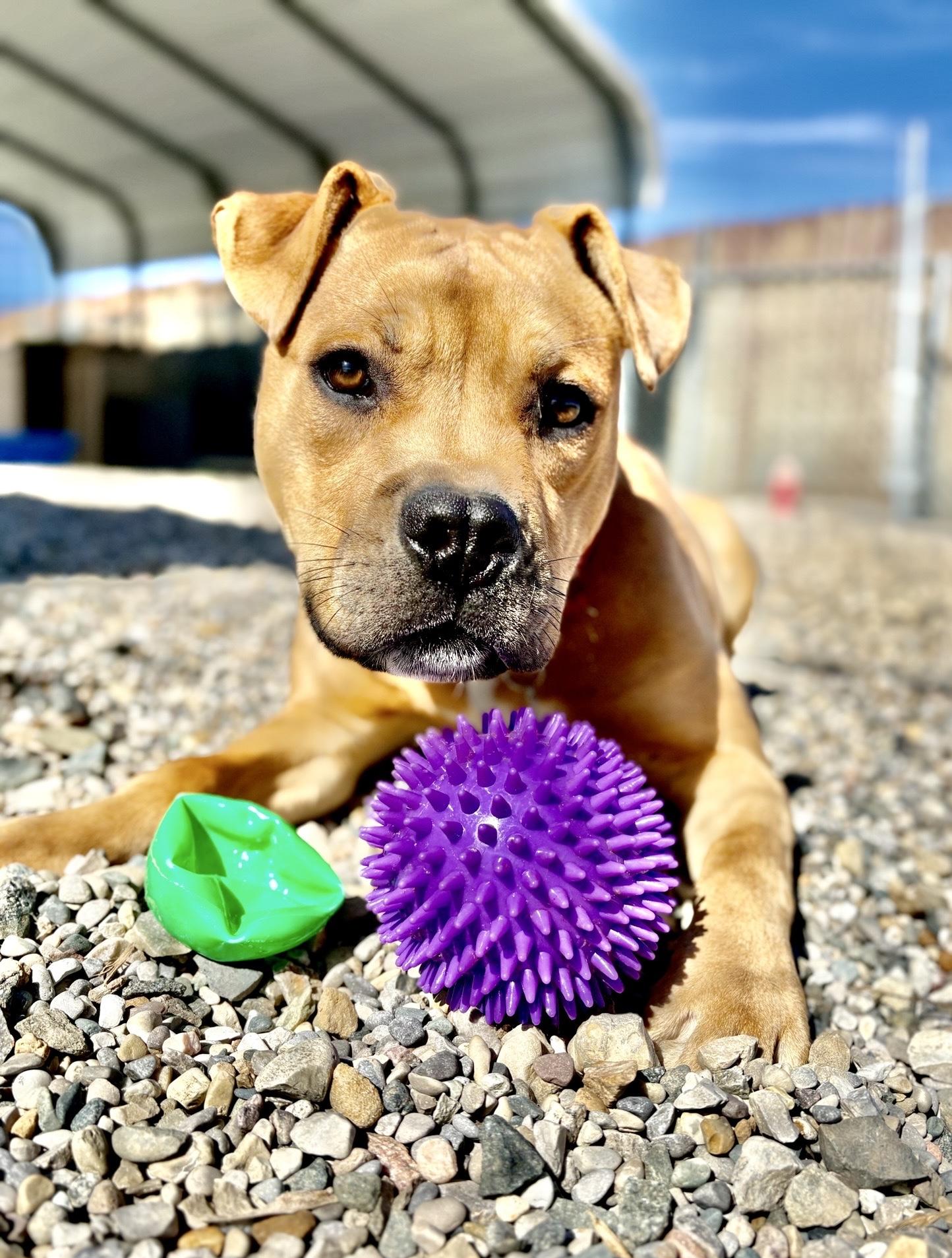Enlarge Krypto, a Adoptable mixed breed in Oxford, MI image 1/6