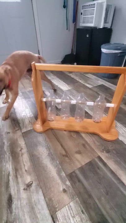 Enlarge Krypto, a Adoptable mixed breed in Oxford, MI video 6/6