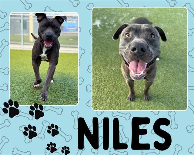 Enlarge NILES, a Adoptable Pit Bull Terrier in Pearland, TX image 1/1