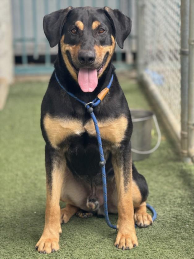 CHARLIE, Adoptable, Adult Male German Shepherd Dog & Rottweiler.