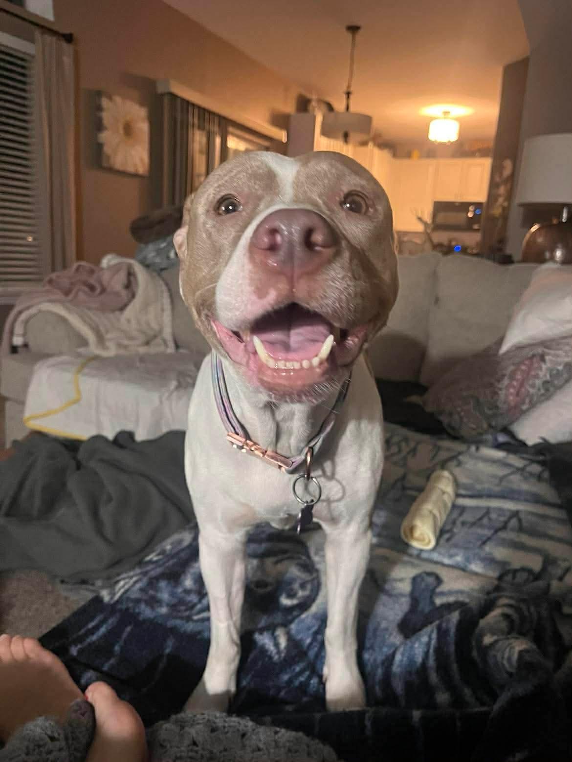 Opal, ADOPTABLE, Adult Female Pit Bull Terrier & American Bulldog.