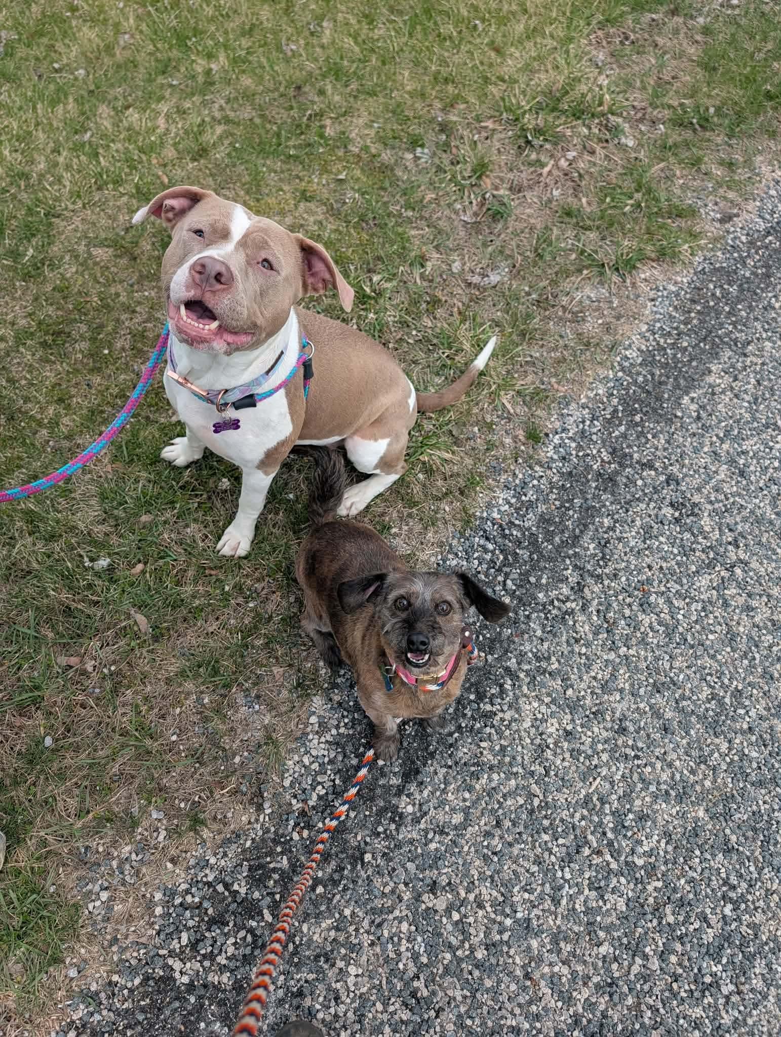 Enlarge Opal, a ADOPTABLE mixed breed in Mount Morris, MI image 5/6