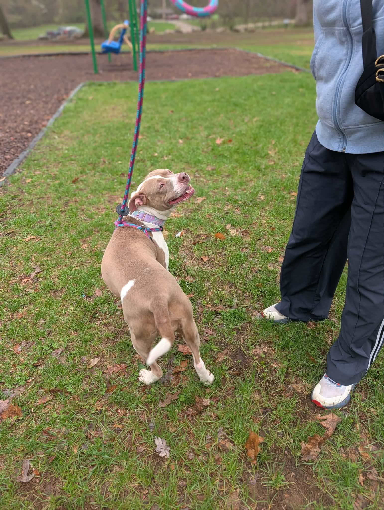 Enlarge Opal, a ADOPTABLE mixed breed in Mount Morris, MI image 3/6