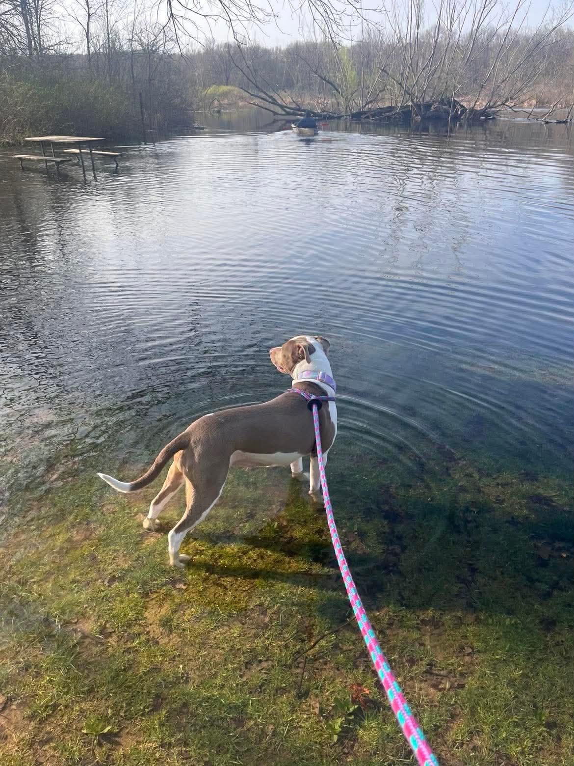 Enlarge Opal, a ADOPTABLE mixed breed in Mount Morris, MI image 6/6