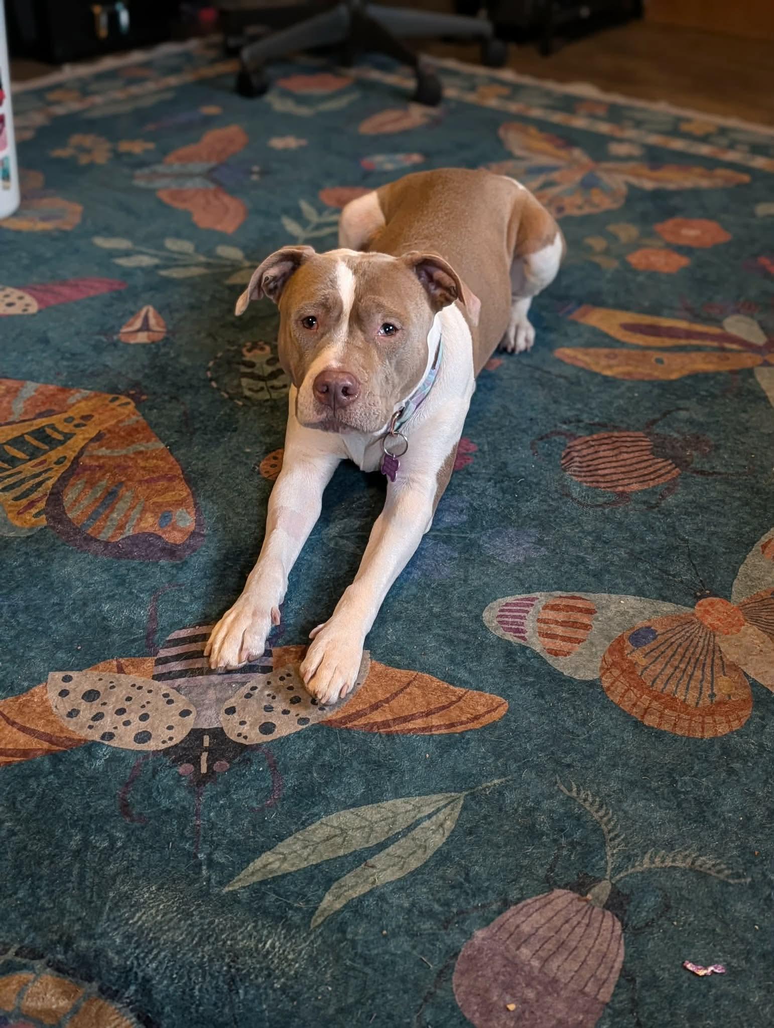 Enlarge Opal, a ADOPTABLE mixed breed in Mount Morris, MI image 2/6