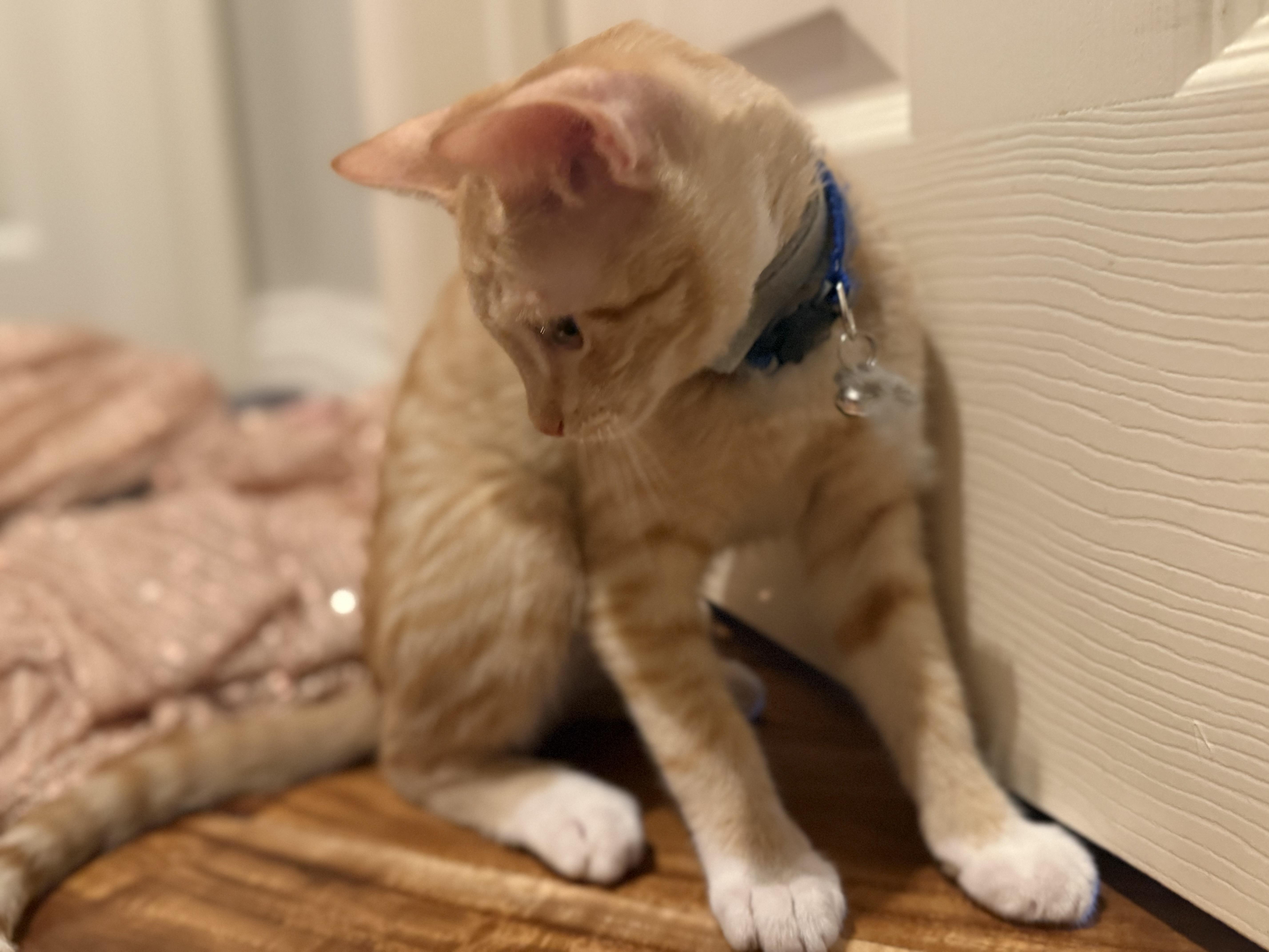 Ilya - the Hooman's companion, Young Female Tabby