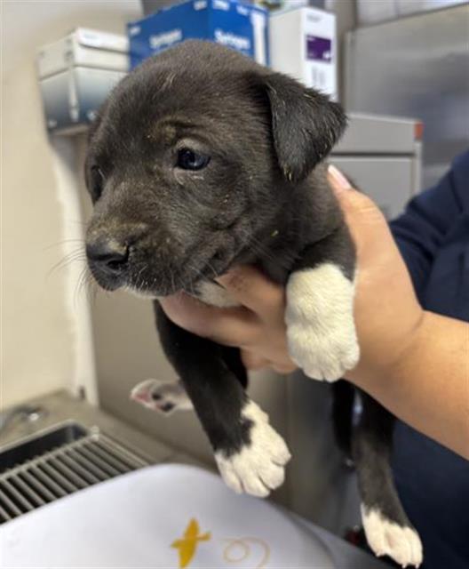 Enlarge A250841, a Adoptable mixed breed in Visalia, CA image 1/1