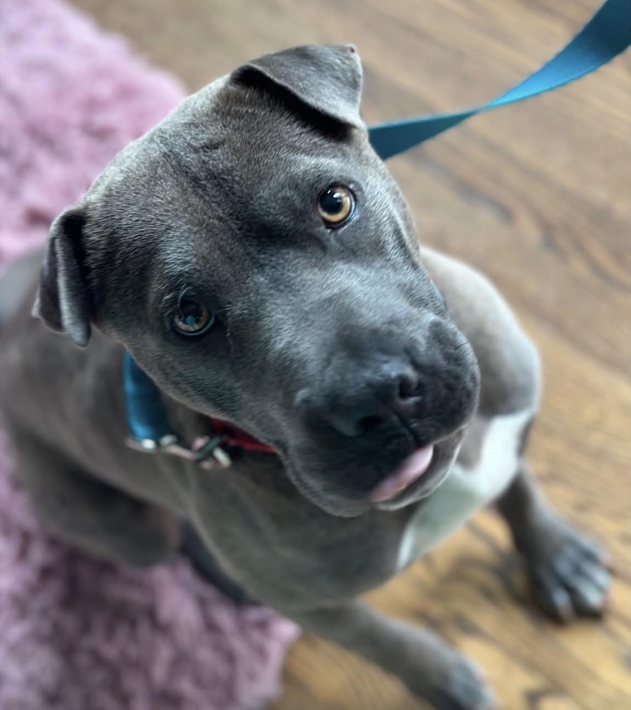 Enlarge Velma, a Adoptable mixed breed in Richmond, VA image 5/6