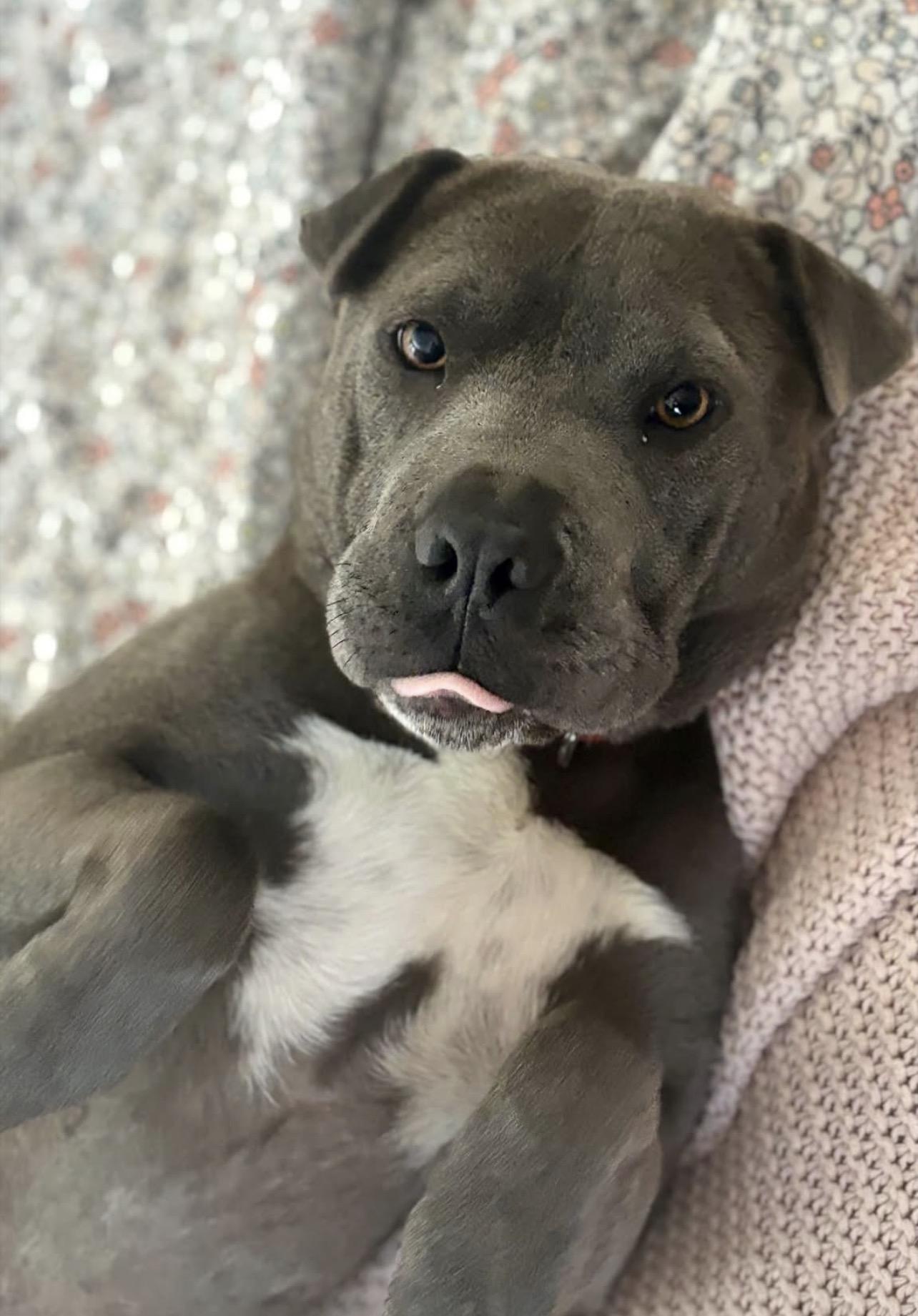 Enlarge Velma, a Adoptable mixed breed in Richmond, VA image 6/6