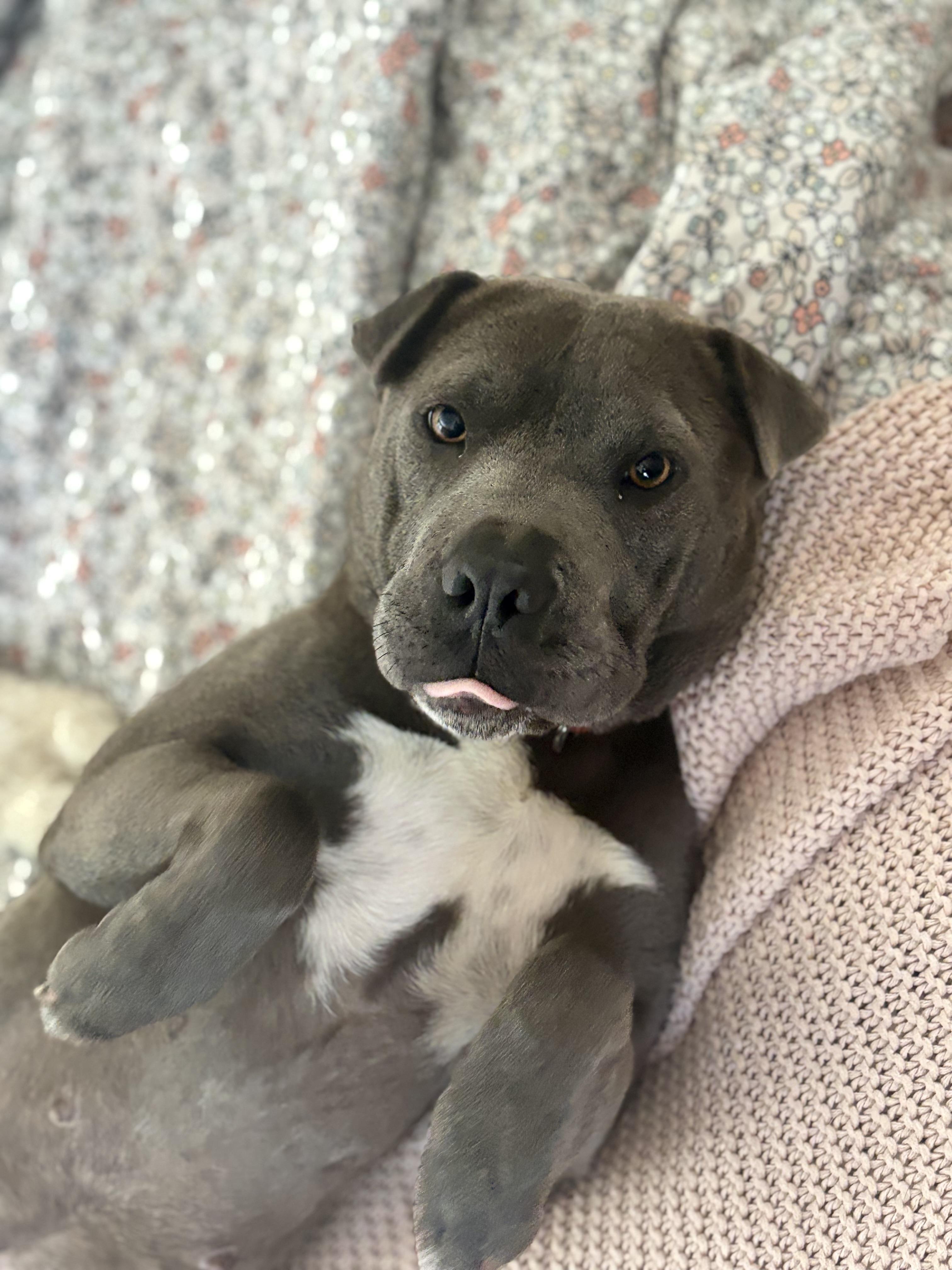 Enlarge Velma, a Adoptable mixed breed in Richmond, VA image 3/6