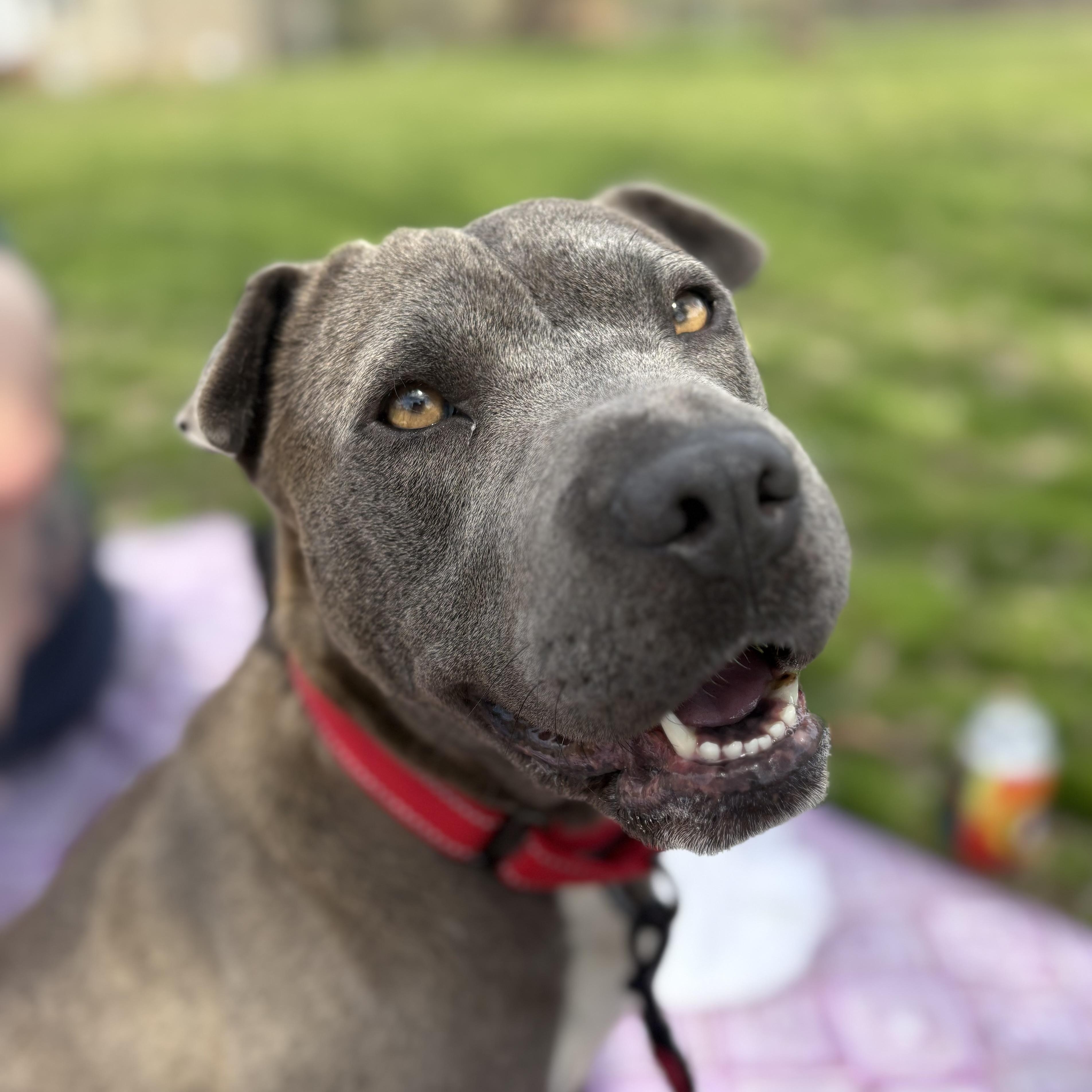 Velma, Adoptable, Young Female Pit Bull Terrier & Shar-Pei.