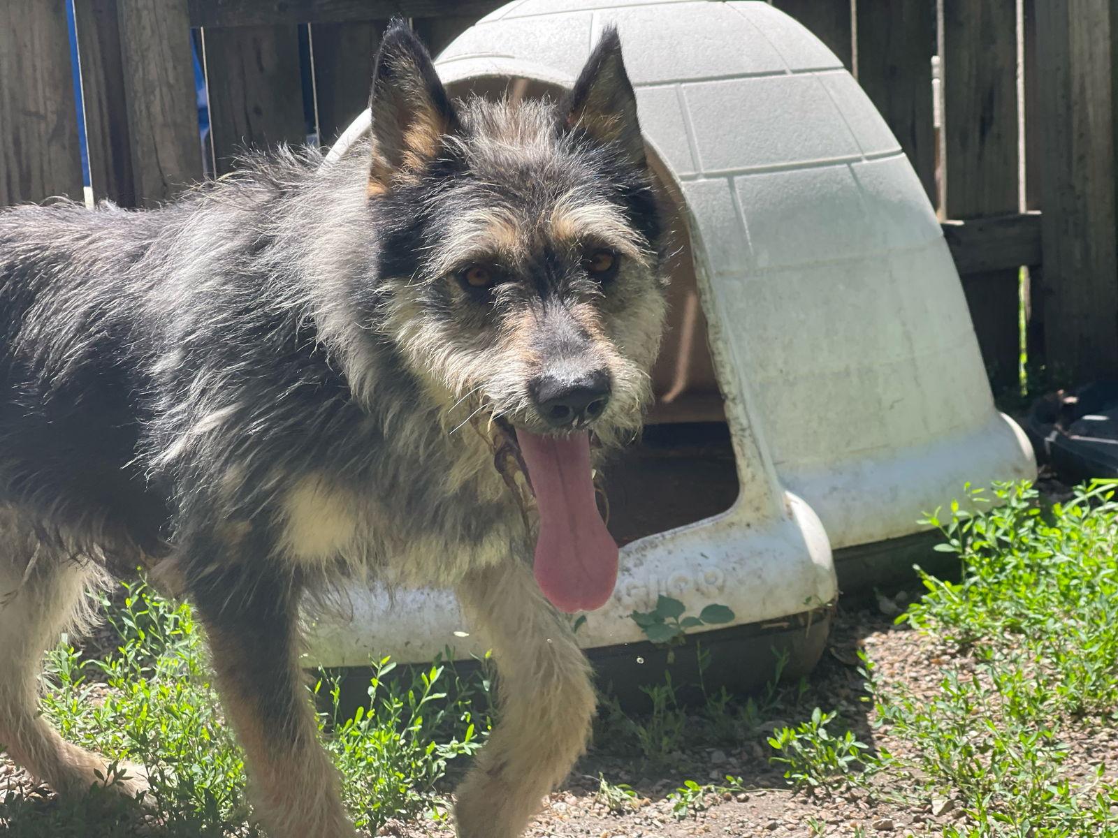 Savage, a Adopted mixed breed in Leavenworth, KS image 1/3