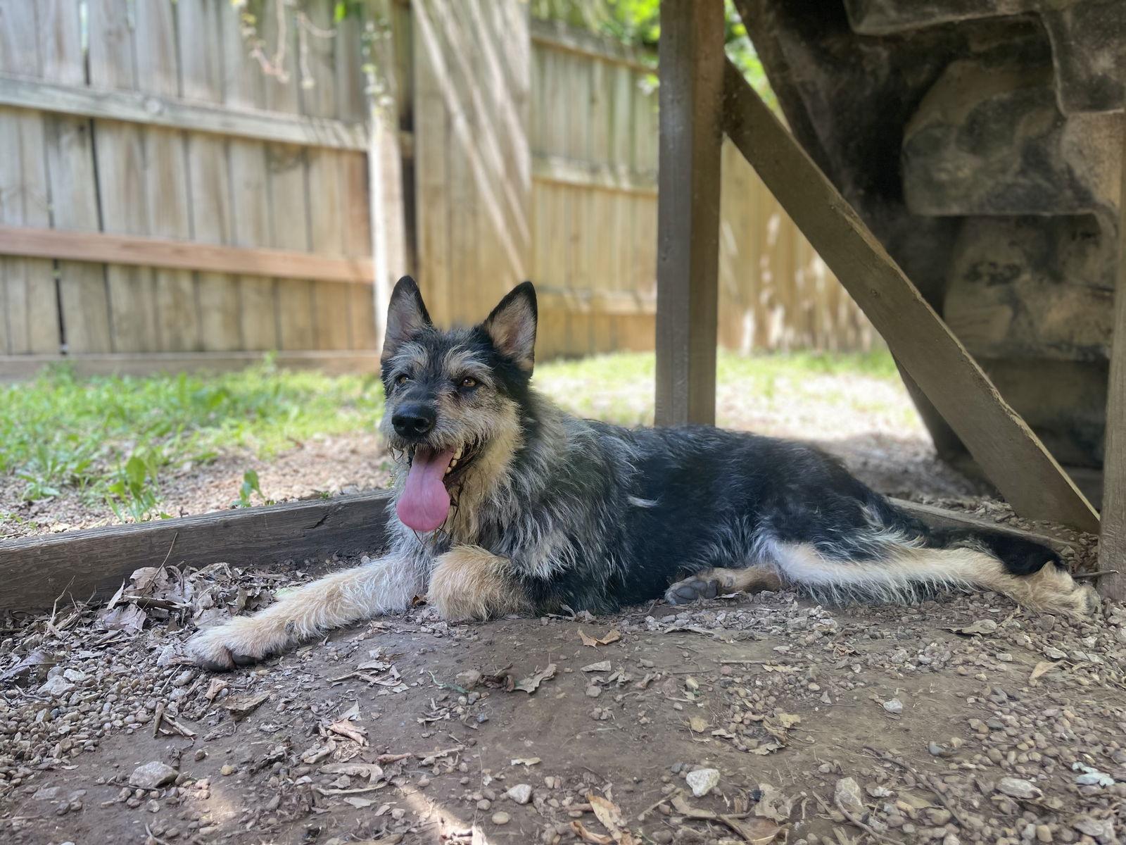 Savage, a Adopted mixed breed in Leavenworth, KS image 2/3