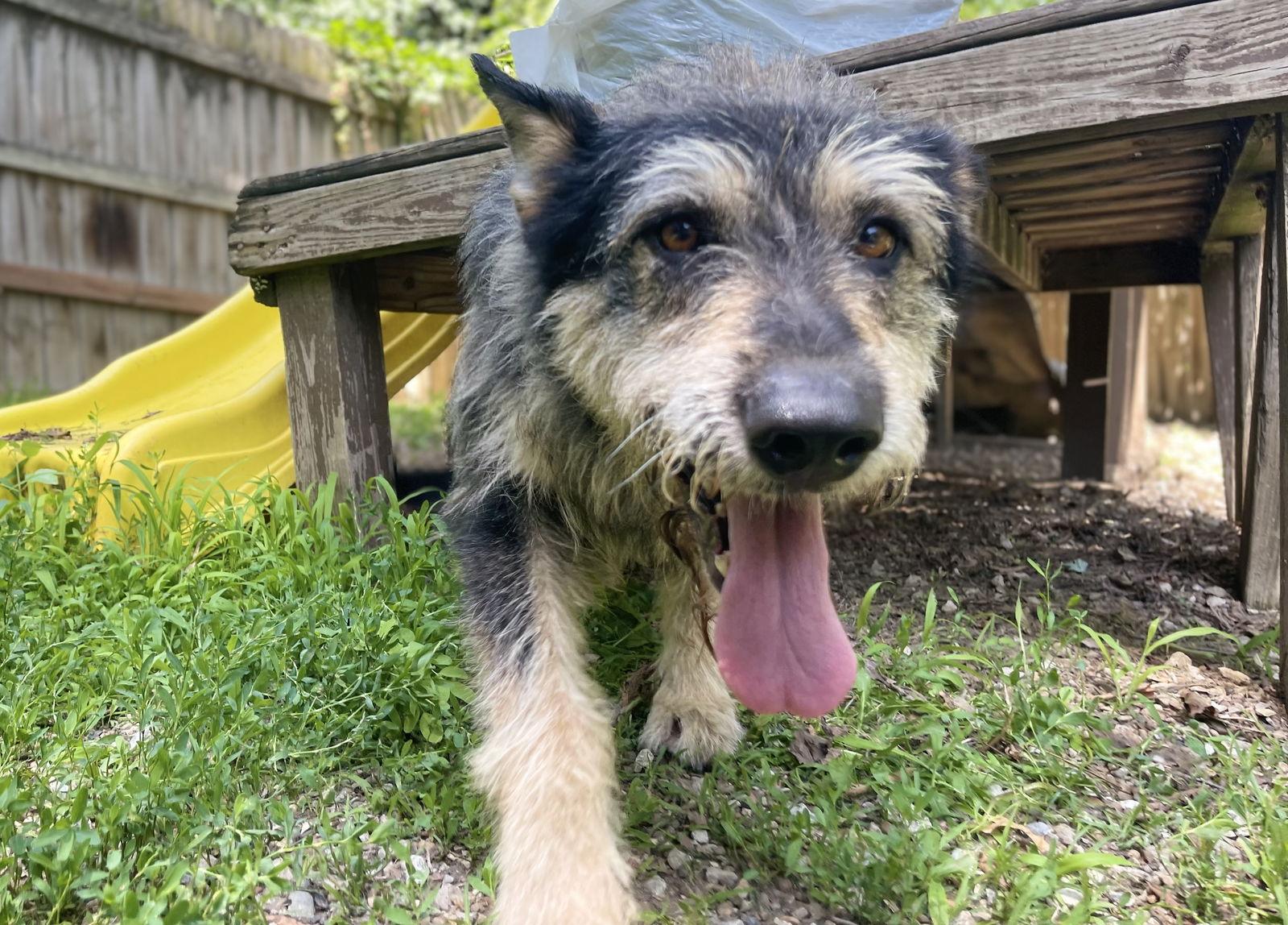 Savage, a Adopted mixed breed in Leavenworth, KS image 3/3