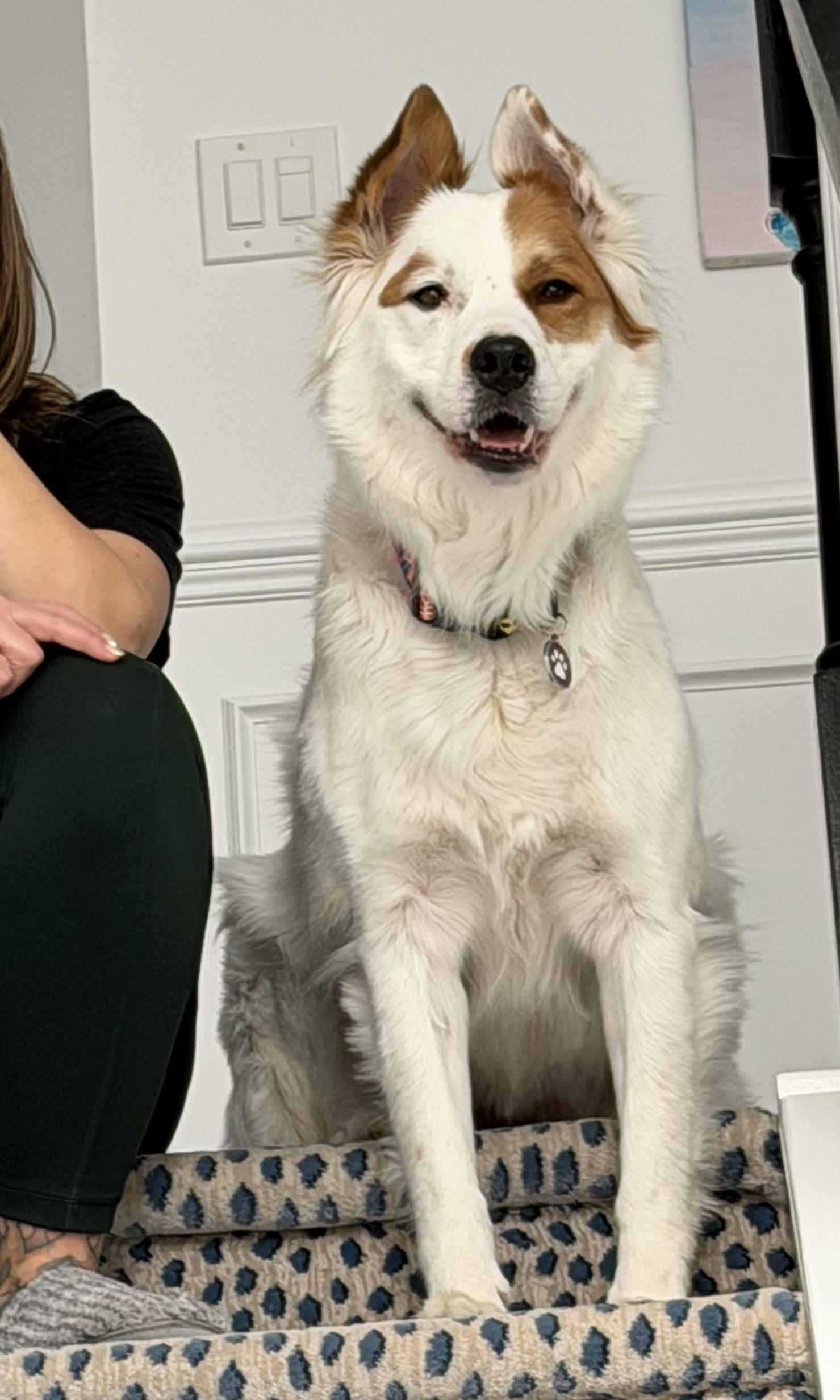 Dosa, ADOPTABLE, Adult Female Great Pyrenees & Husky.