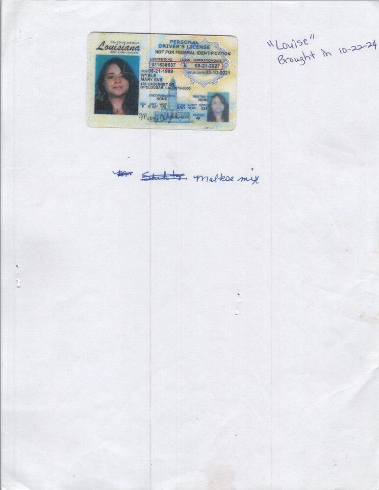 Louise, Adopted, Young Female Shih Tzu.