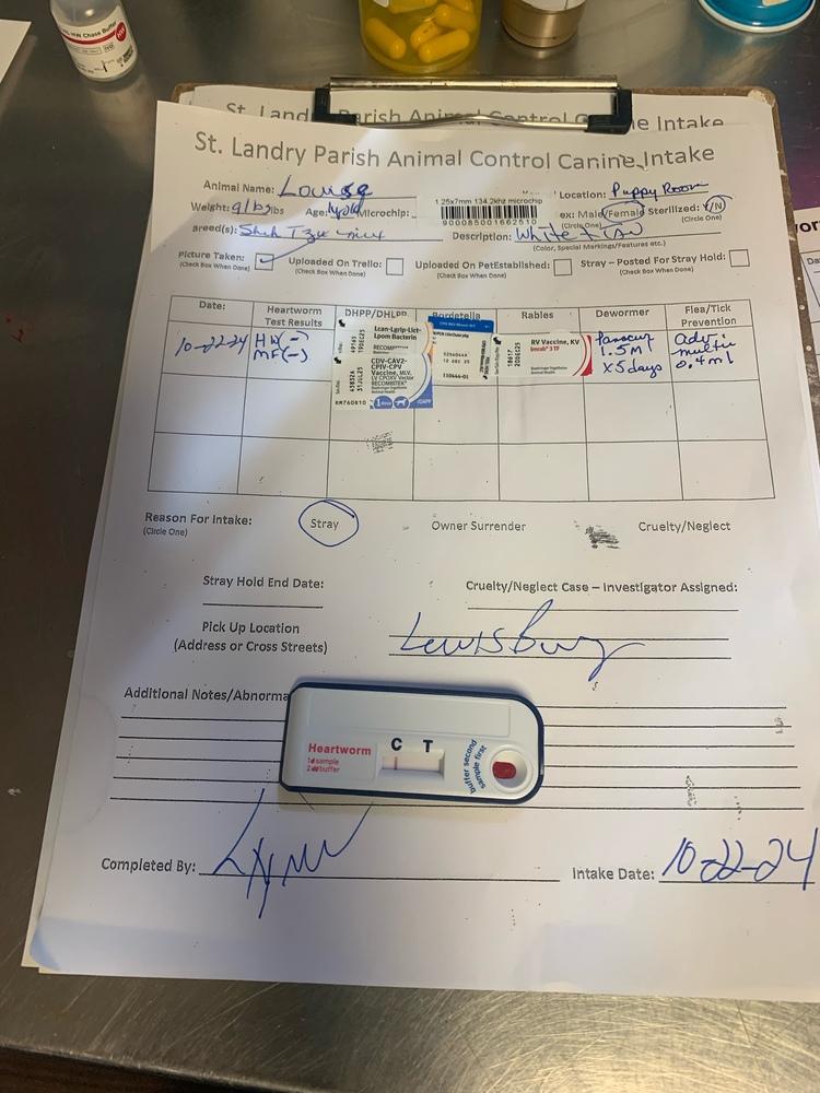 Enlarge Louise, a Adopted mixed breed in Opelousas, LA image 3/4