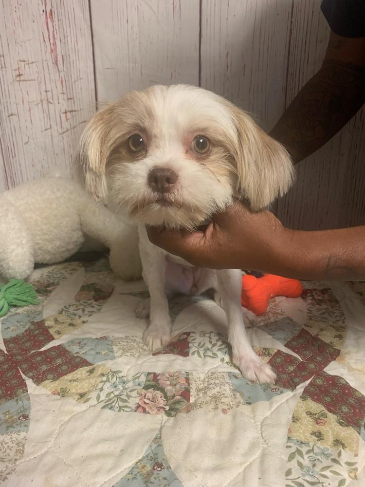 Enlarge Louise, a Adopted mixed breed in Opelousas, LA image 4/4