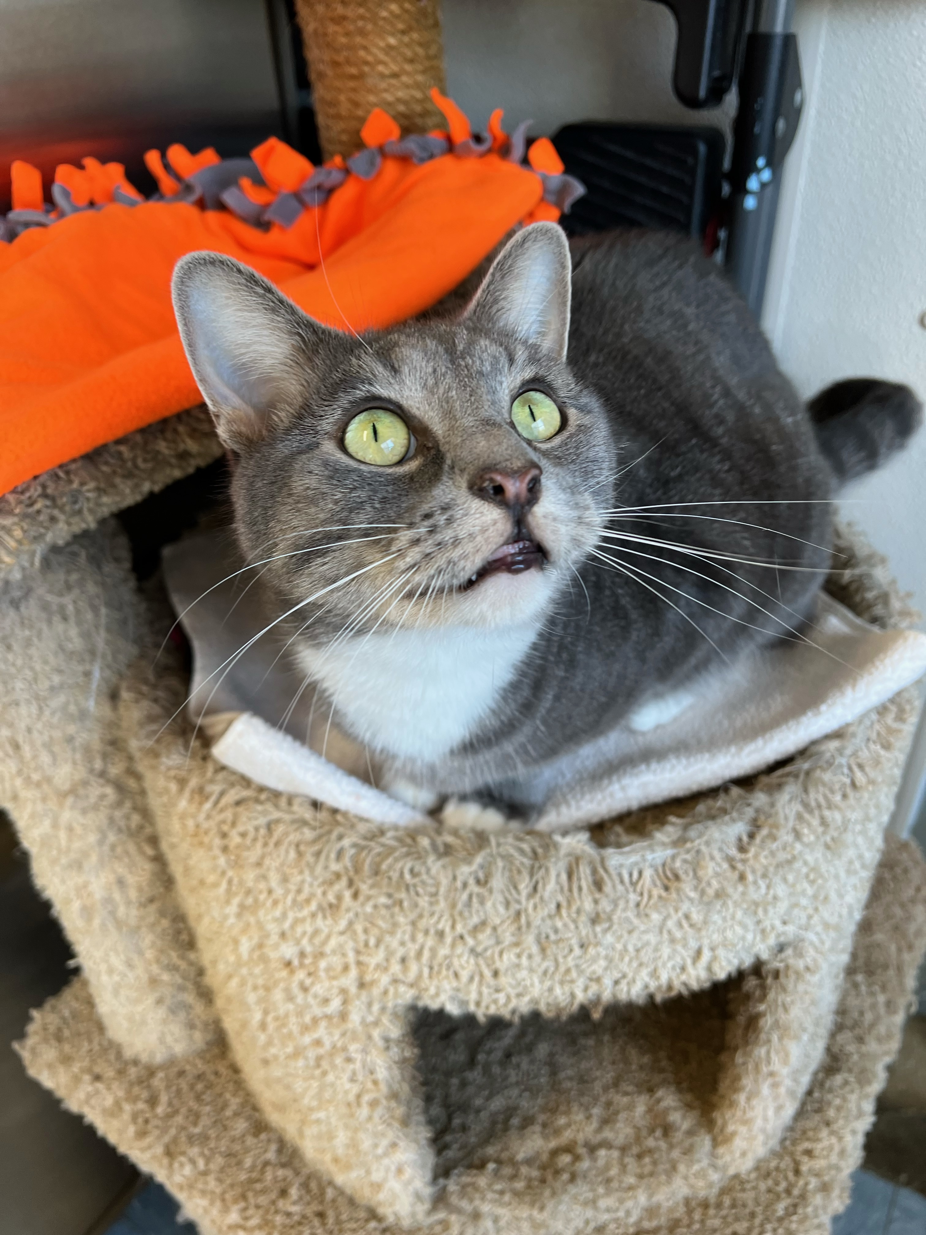 Petra, a Adoptable Domestic Short Hair in Ocean City, NJ image 1/4