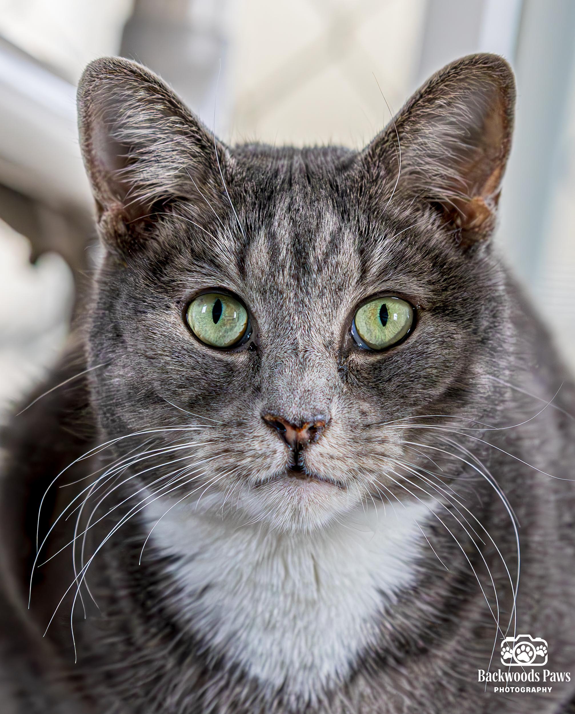 Enlarge Petra, a Adoptable Domestic Short Hair in Ocean City, NJ image 1/4