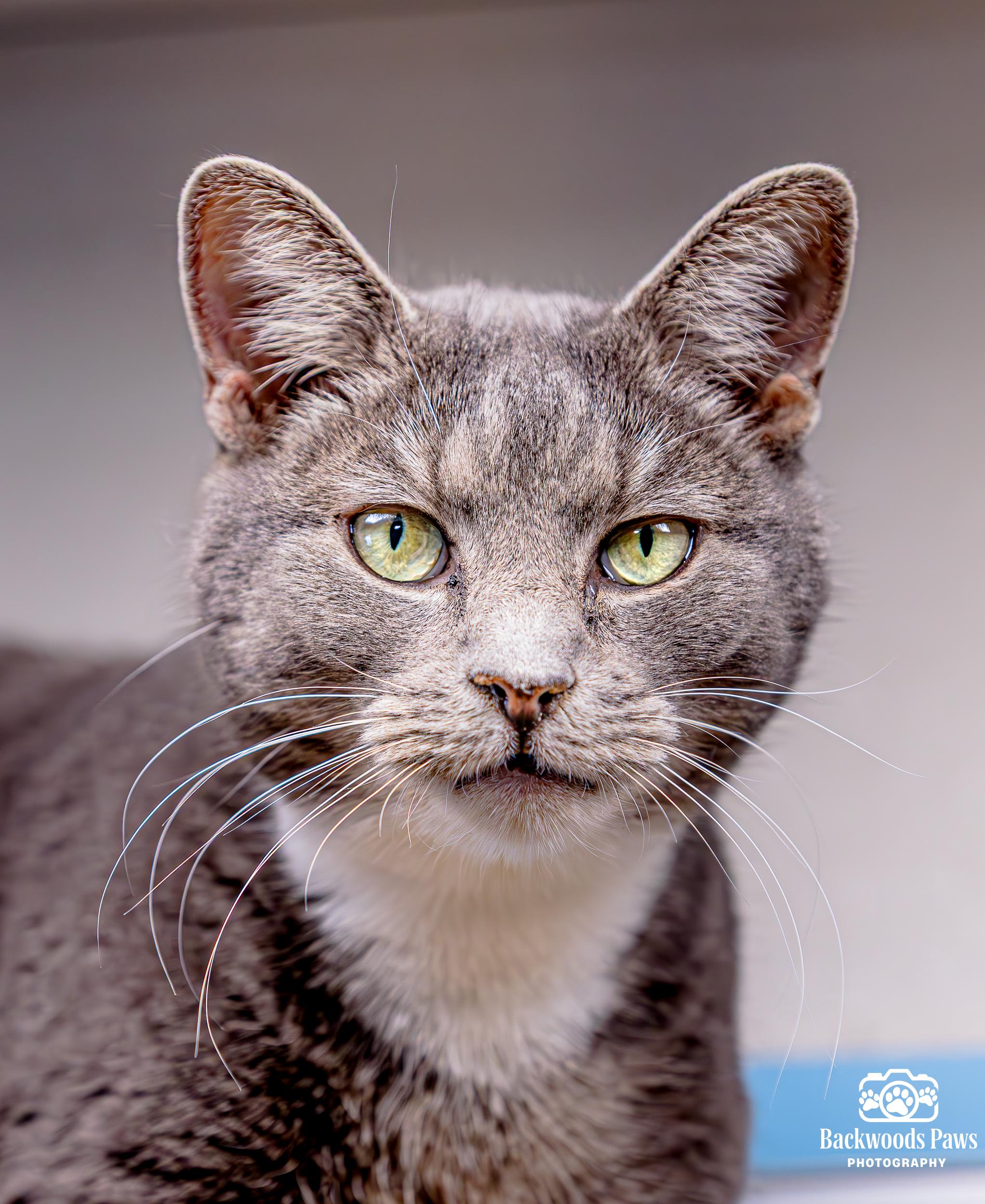 Enlarge Petra, a Adoptable Domestic Short Hair in Ocean City, NJ image 2/4