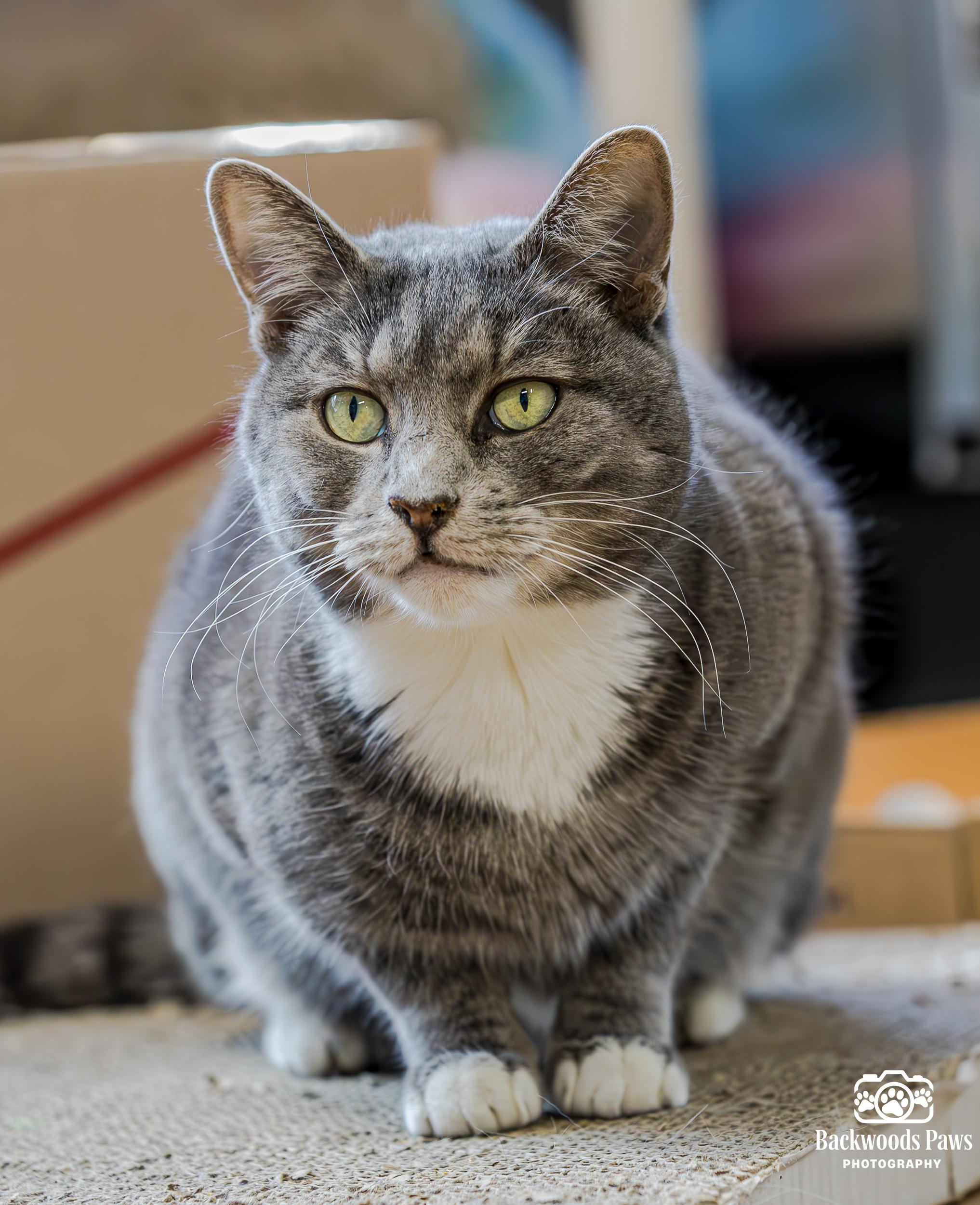 Enlarge Petra, a Adoptable Domestic Short Hair in Ocean City, NJ image 4/4
