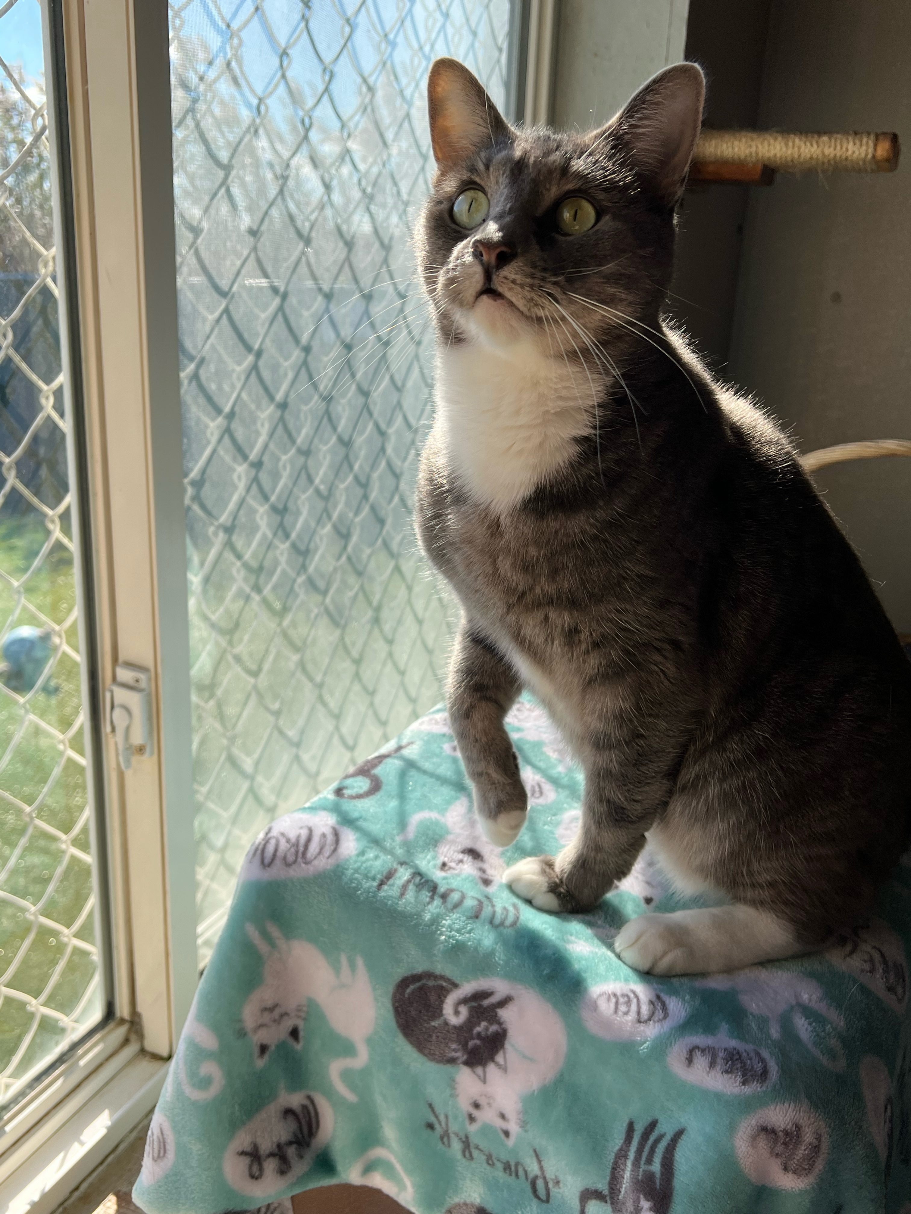 Petra, a Adoptable Domestic Short Hair in Ocean City, NJ image 2/4