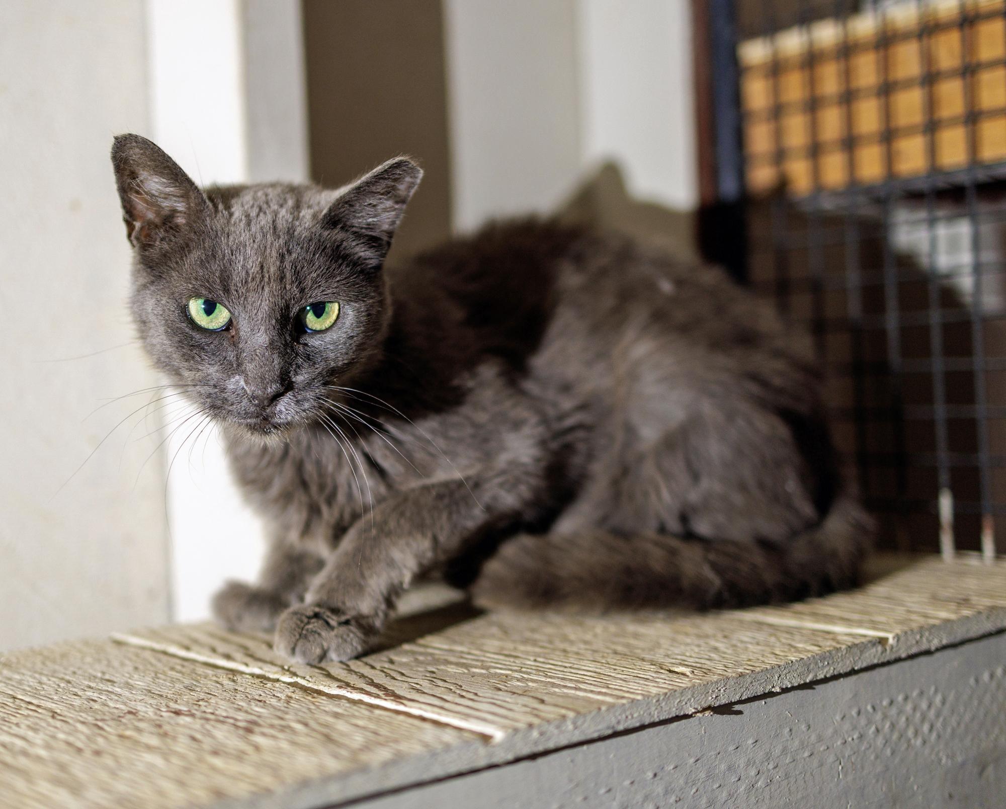 Enlarge Mamas, a Adoptable Domestic Short Hair in Marana, AZ image 1/1