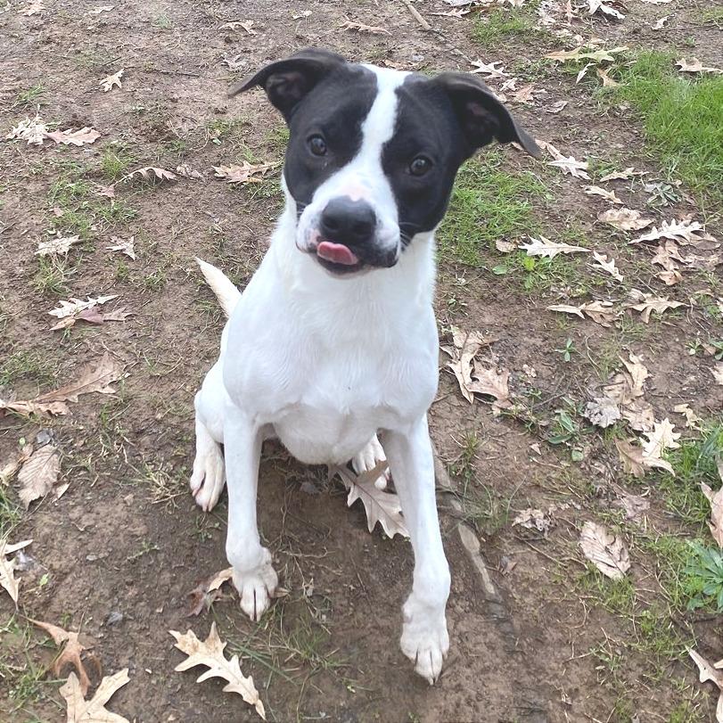 Tank, Adoptable, Adult Male Mixed Breed.