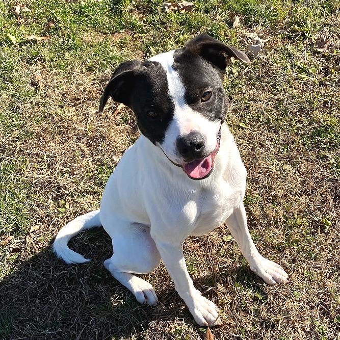Tank, Adoptable, Adult Male Mixed Breed.