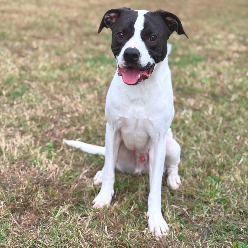 Enlarge Tank, a Adoptable Mixed Breed in Chattanooga, TN image 4/6