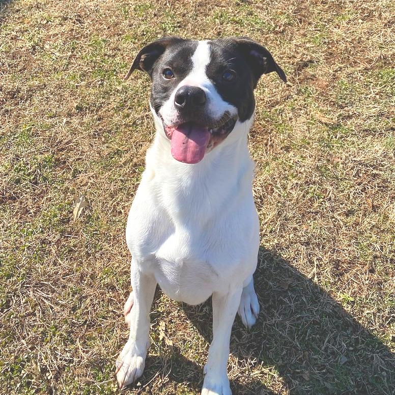 Enlarge Tank, a Adoptable Mixed Breed in Chattanooga, TN image 5/6