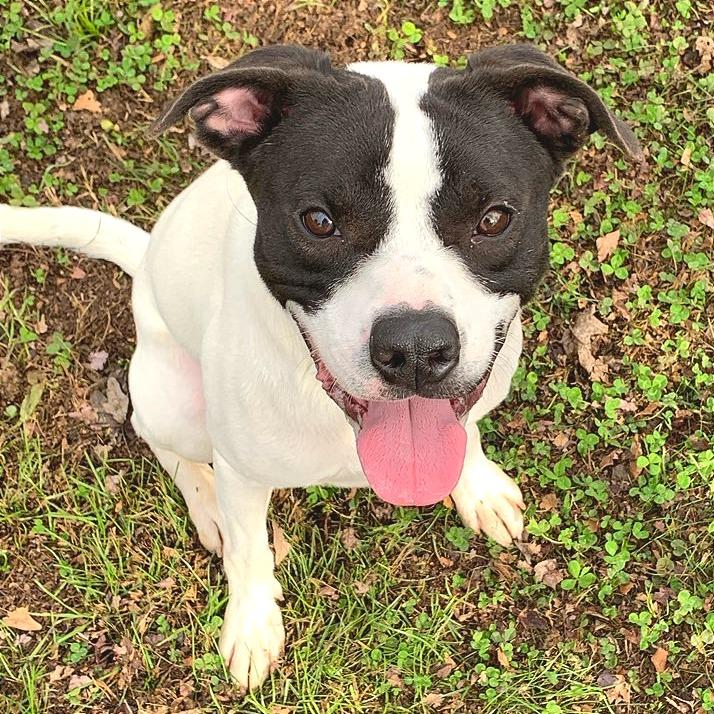 Enlarge Tank, a Adoptable Mixed Breed in Chattanooga, TN image 6/6