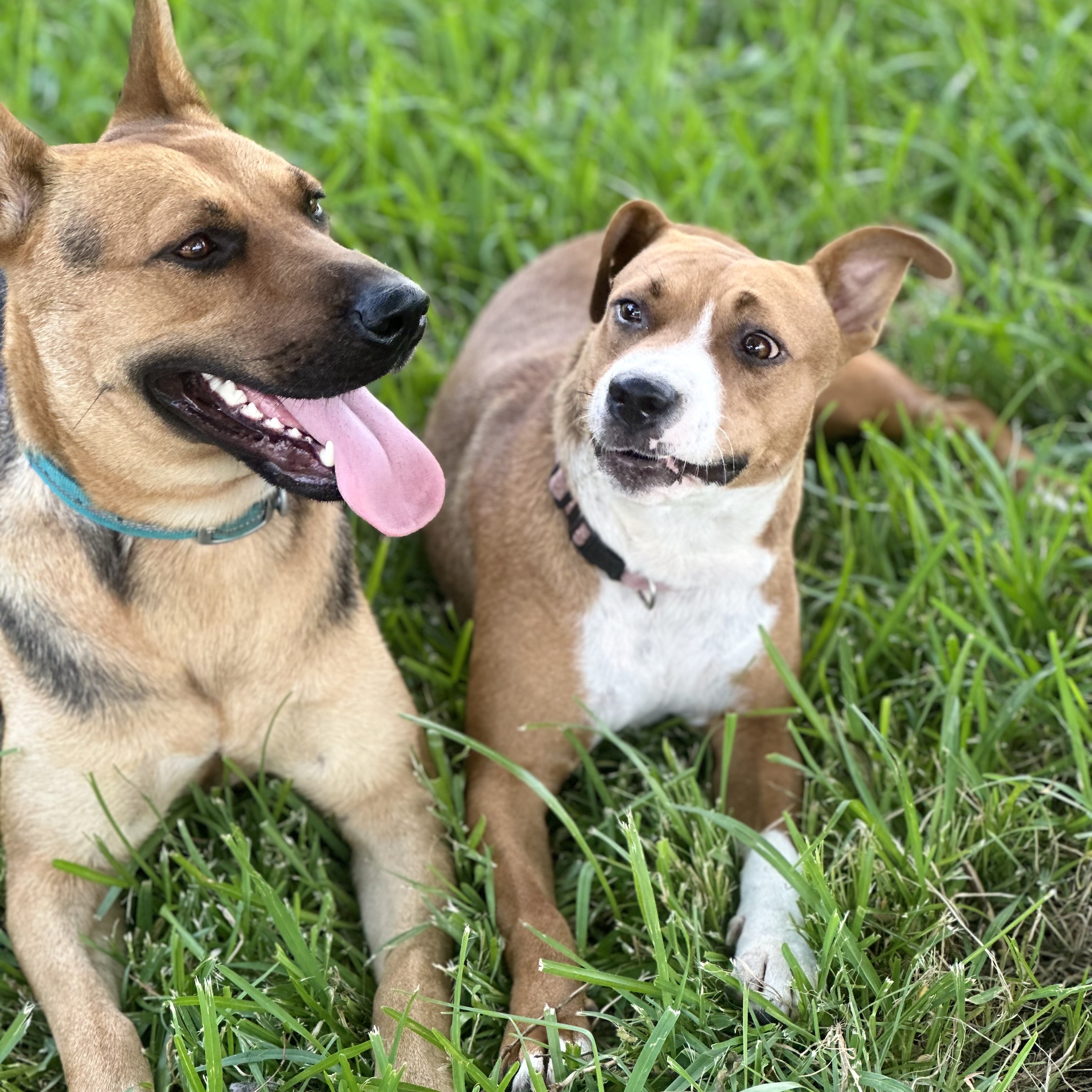 Dog for adoption - Renata, a German Shepherd Dog in Roanoke, VA | Petfinder