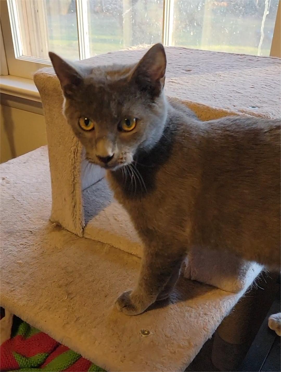 Enlarge Hunter, an adopted American Shorthair in Charlottesville, VA image 3/4