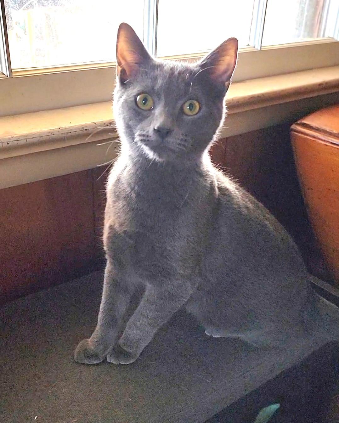Hunter, adopted, Young Male American Shorthair.