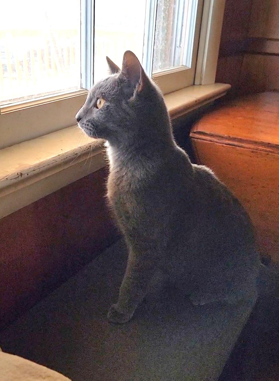 Enlarge Hunter, an adopted American Shorthair in Charlottesville, VA image 2/4