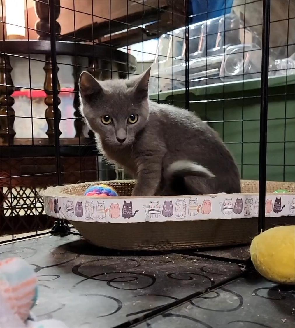 Enlarge Hunter, an adopted American Shorthair in Charlottesville, VA image 4/4