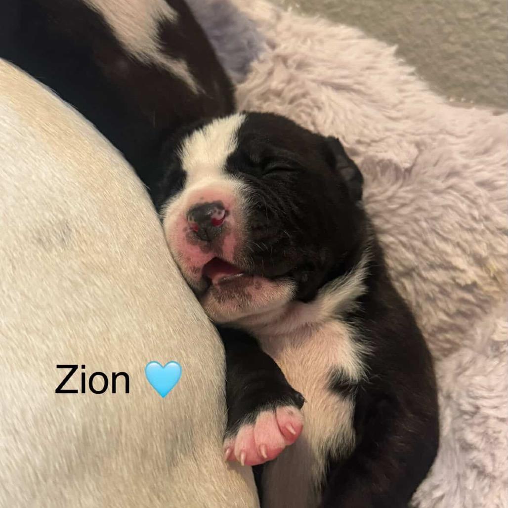 Zion, Adoptable, Puppy Male Pit Bull Terrier.
