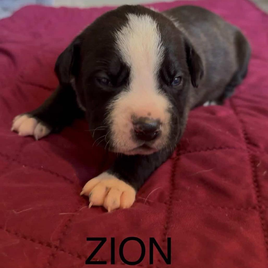 Enlarge Zion, a Adoptable Pit Bull Terrier in Tacoma, WA image 2/2