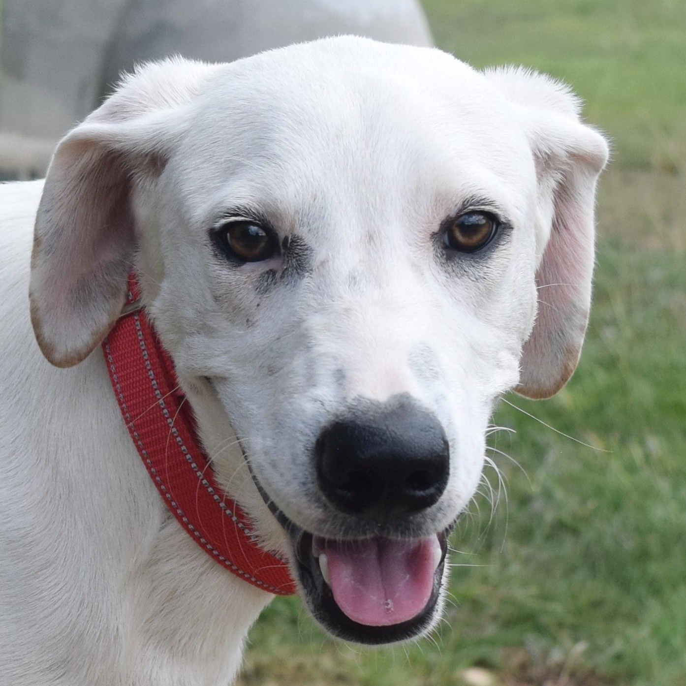 Ambrose, Young Male Hound