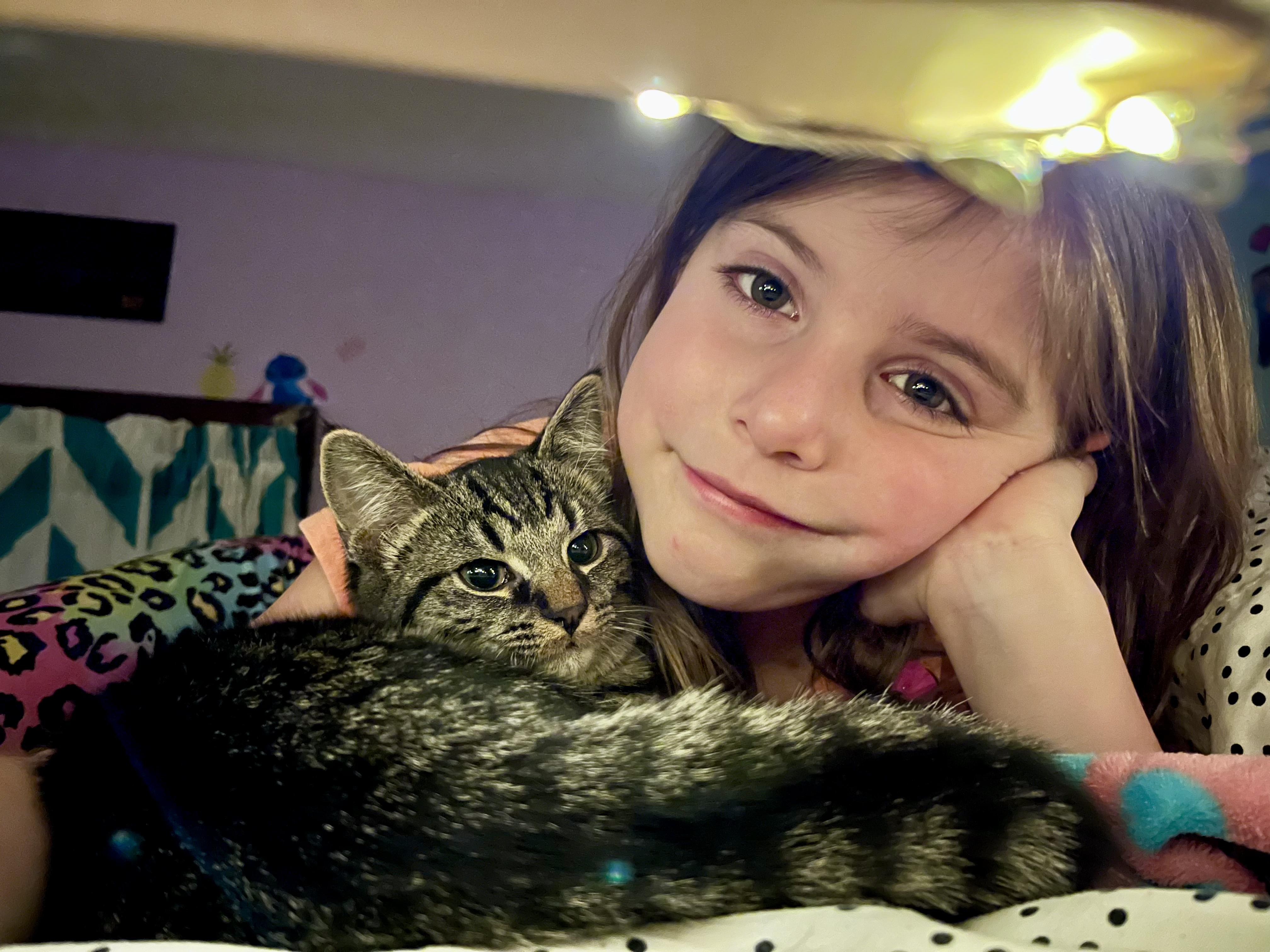 Enlarge Rubble, a Adoptable Domestic Short Hair in Elkland, PA image 3/3