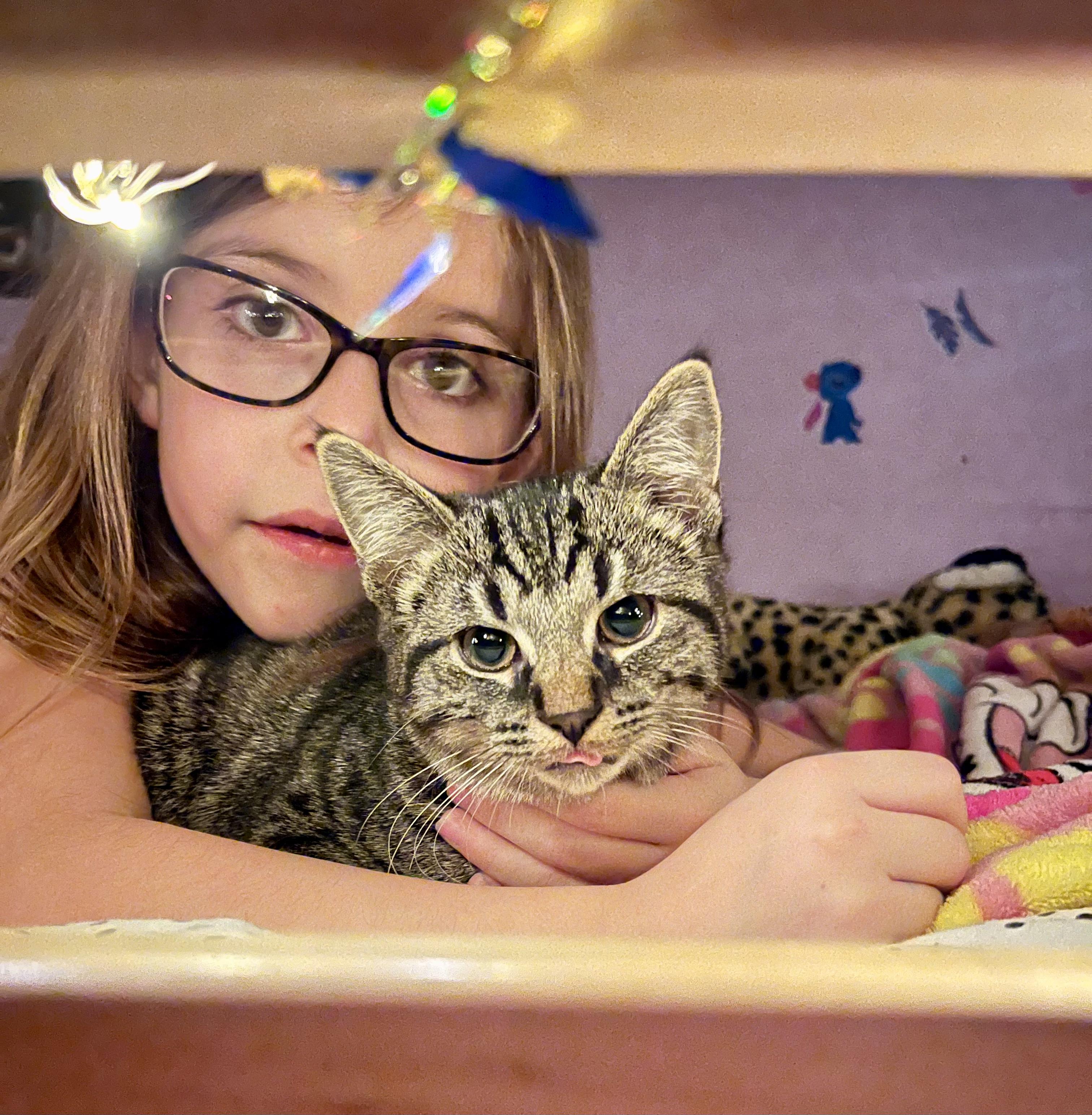 Enlarge Rubble, a Adoptable Domestic Short Hair in Elkland, PA image 2/3