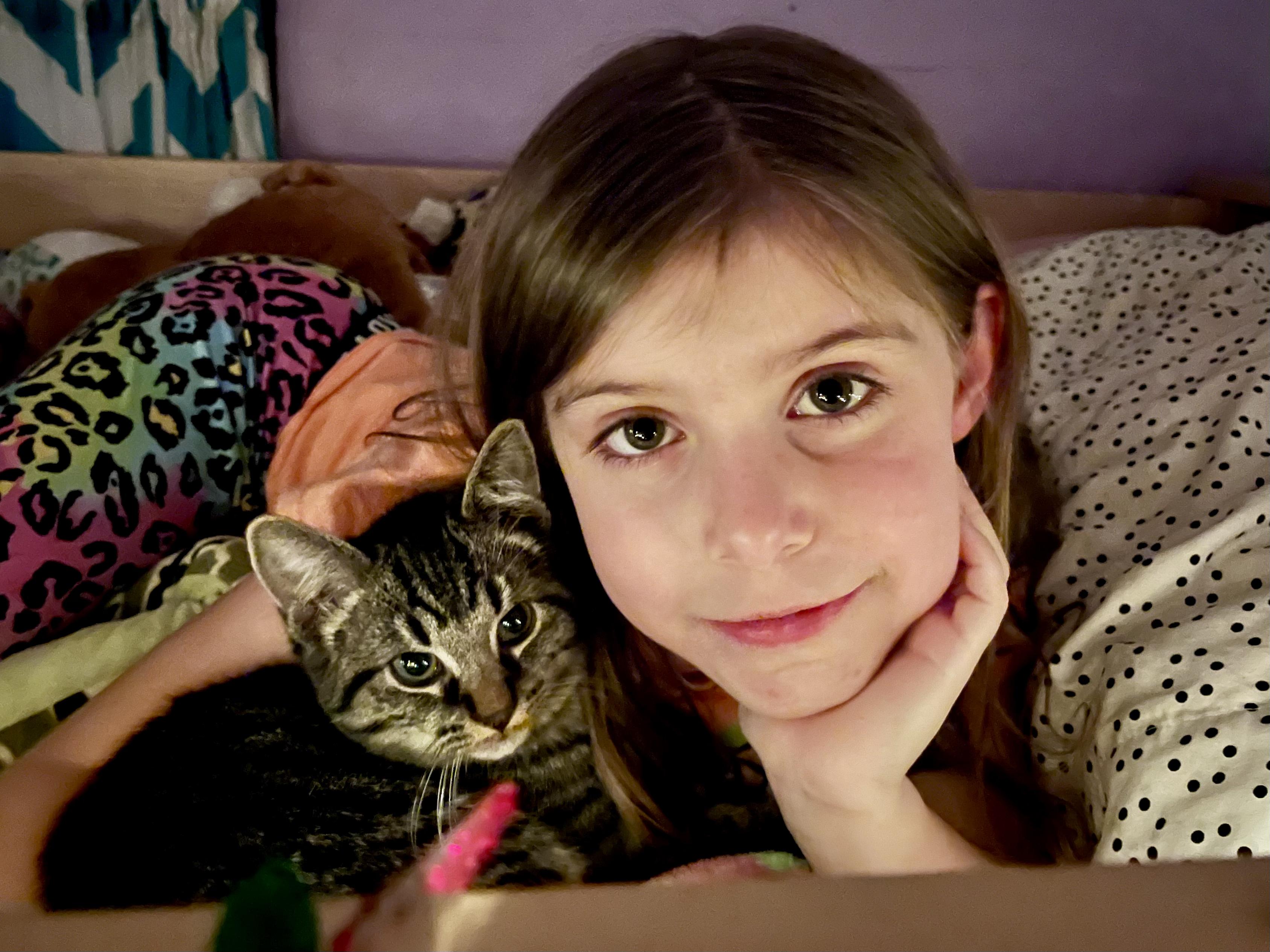 Rubble, Adoptable, Kitten Male Domestic Short Hair.