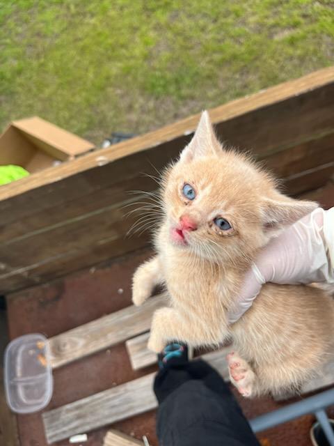 MACARONI MAYHEM, Adoptable, Kitten Male Domestic Short Hair.