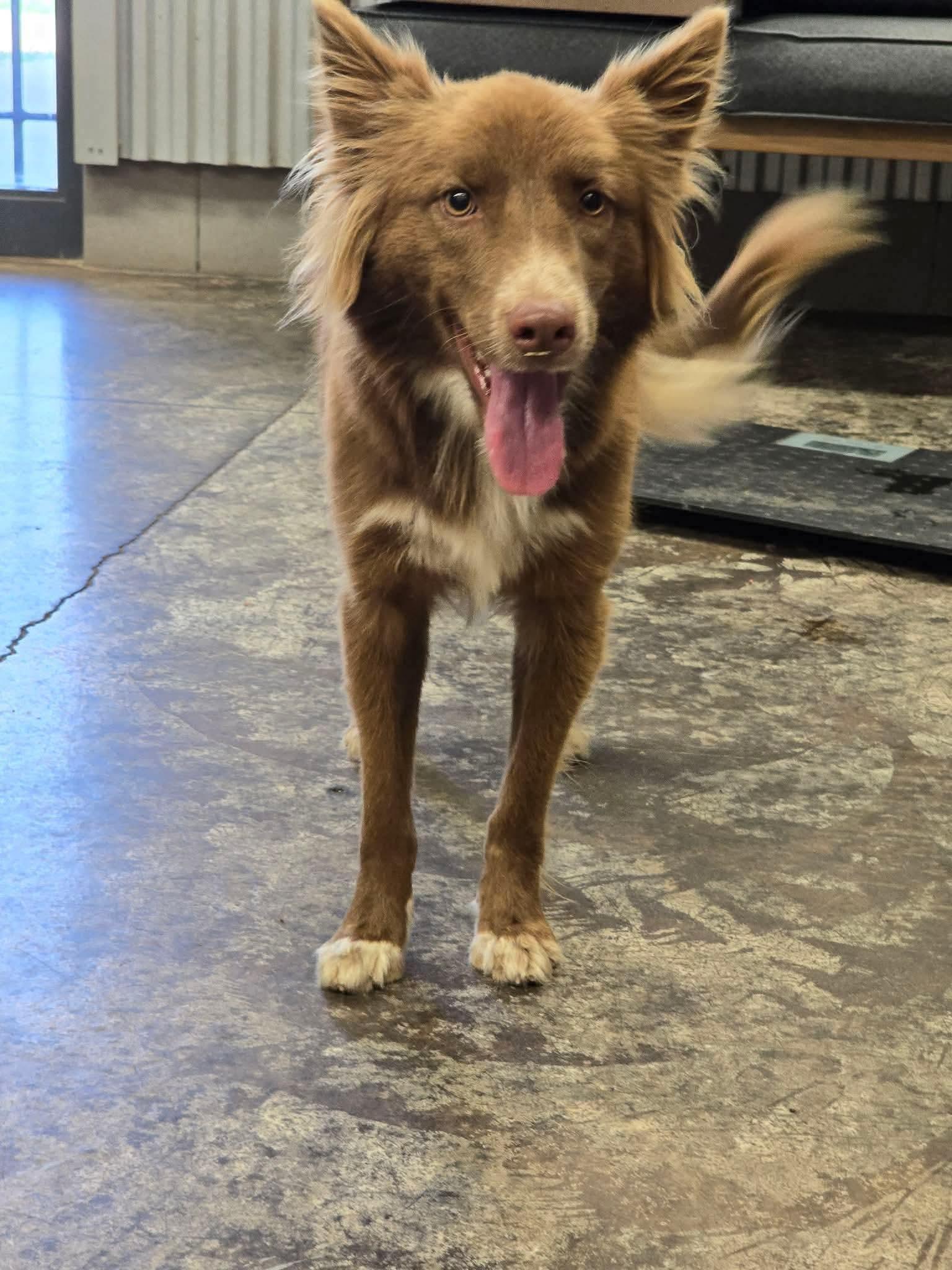 Enlarge PERSEUS 425, a Adoptable mixed breed in Milwaukee, WI image 2/4