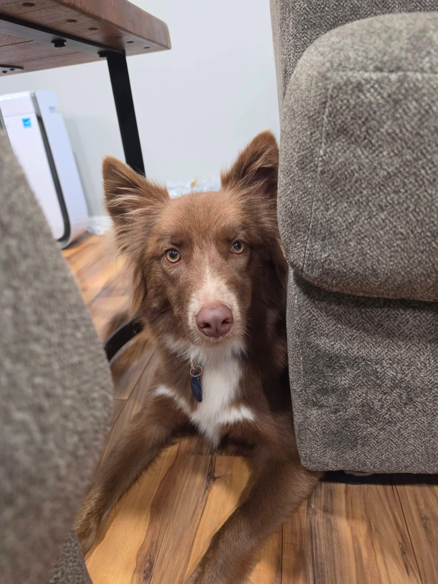 Enlarge PERSEUS 425, a Adoptable mixed breed in Milwaukee, WI image 1/4